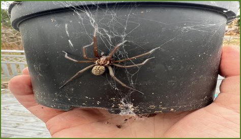 Discover The Fascinating World Of Pregnant House Spiders